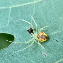 Araneus alboventris