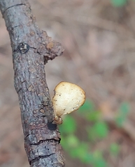 Hexagonia tenuis