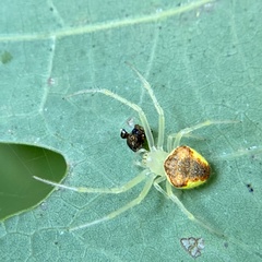 Araneus alboventris