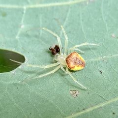 Araneus alboventris