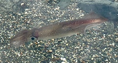 Doryteuthis opalescens