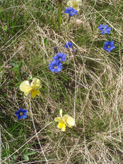 Gentiana dshimilensis