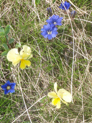 Gentiana dshimilensis