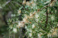 Hakea varia