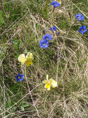 Gentiana dshimilensis