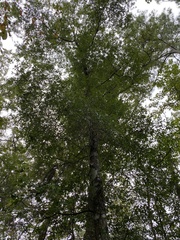 Quercus laurifolia