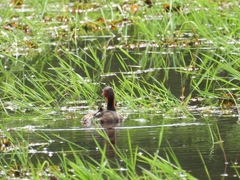 Tachybaptus ruficollis