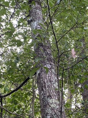 Quercus laurifolia