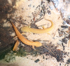 Pseudotriton ruber