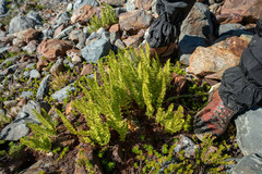 Athyrium americanum