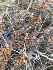 Acrothamnus colensoi