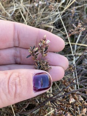 Acrothamnus colensoi