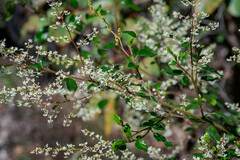 Trymalium odoratissimum