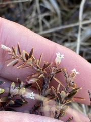 Acrothamnus colensoi