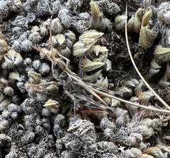 Phlibostroma quadrimaculatum