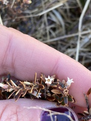 Acrothamnus colensoi