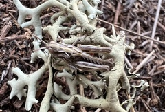 Psoloessa delicatula