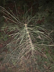 Equisetum telmateia