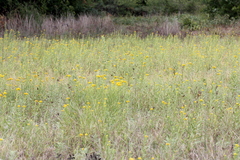 Solidago nitida
