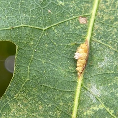 Druon quercusflocci