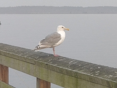 Larus