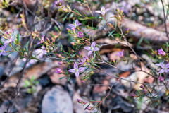 Boronia crenulata