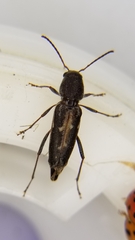 Xylotrechus sagittatus