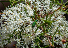 Diphucephala