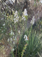 Sprengelia incarnata