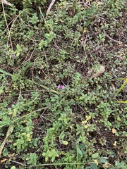 Thymus pulegioides