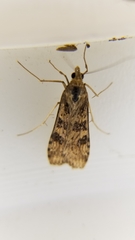 Nomophila nearctica