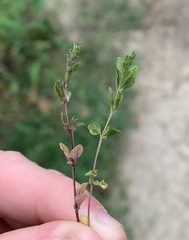 Thymus pulegioides