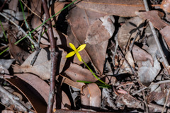 Pauridia occidentalis