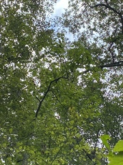 Liquidambar styraciflua