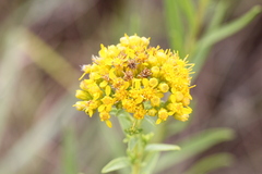 Solidago nitida