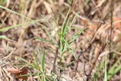 Asclepias verticillata