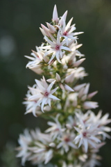 Sprengelia incarnata