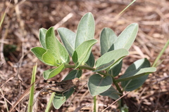Asclepias viridis