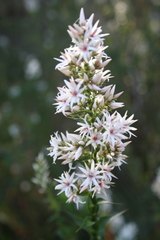 Sprengelia incarnata