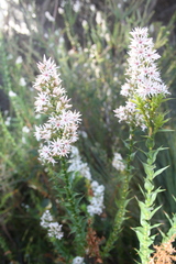 Sprengelia incarnata