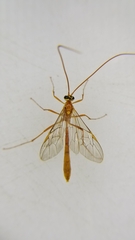 Ophioninae