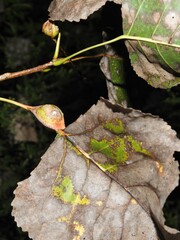 Pemphigus obesinymphae