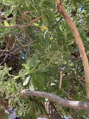 Heliotropium arboreum