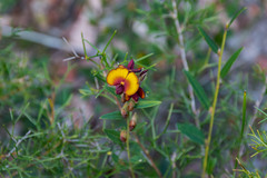 Bossiaea