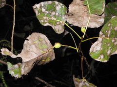 Pemphigus obesinymphae