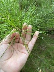 Pinus glabra