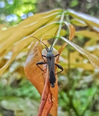 Coreoidea