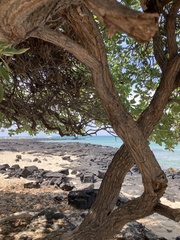 Heliotropium arboreum