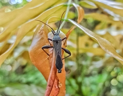 Coreoidea