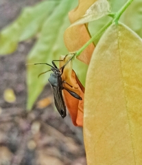 Coreoidea